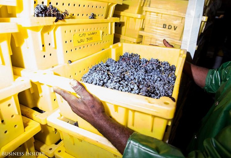 Làm thế nào để tìm được nhà máy sản xuất nho uy tín, chất lượng