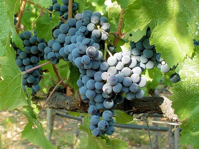 Khám phá dòng rượu vang tuyệt hảo chỉ có tại vùng Tuscany.