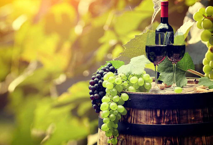 Tìm hiểu về giống nho Raboso sản xuất rượu vang Ý