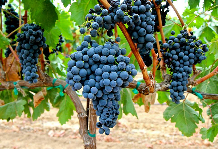 Tìm hiểu giống nho Tempranillo Tinto- quốc nho của xứ sở bò tót