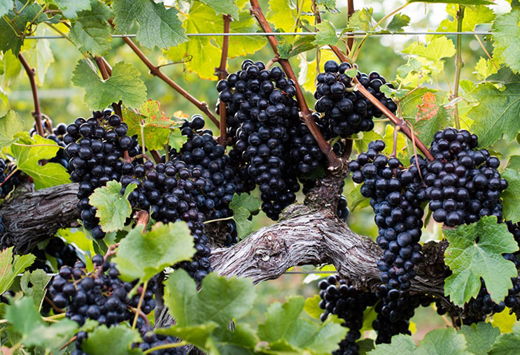 Rượu vang Pháp: Tại sao nên uống rượu vang Petit Verdot?