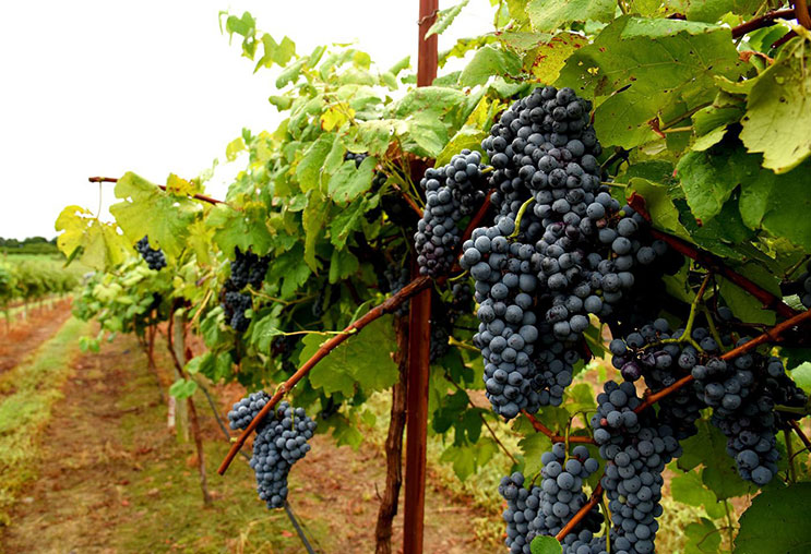 Rượu vang Syrah/syraz: Thế giới cũ và Thế giới mới